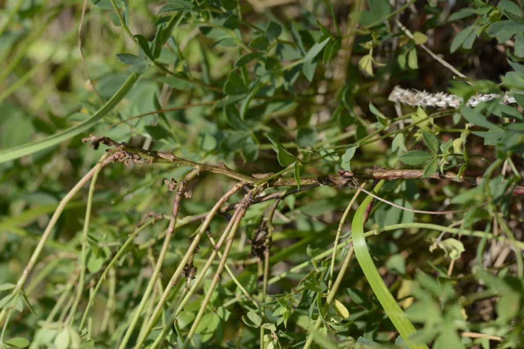 Lotus herbaceus / Trifoglino erbaceo